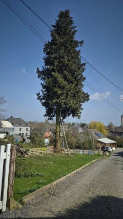 Service taille de haies