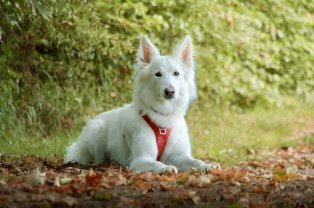Service promeneur chien