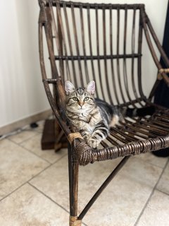 Service garde animaux