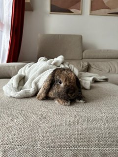 Service garde lapin