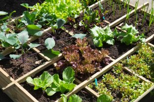 Location jardin potager