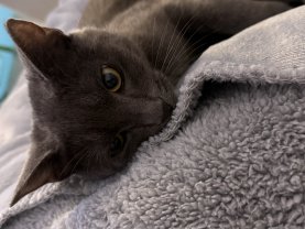 Service garde animaux