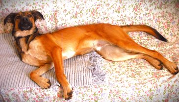 Service chien