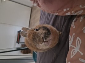 Service garde lapin