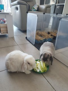 Service garde animaux