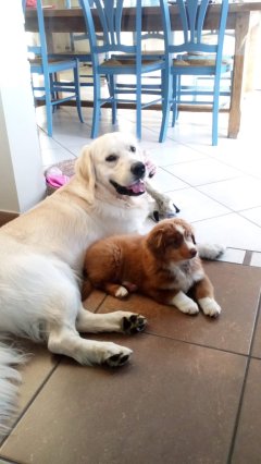 Service garde animaux