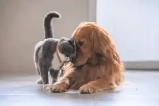 Service chien