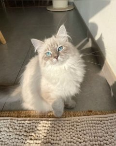 Service garde animaux