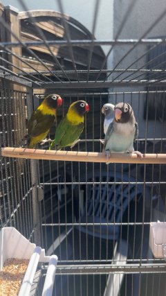 Service oiseaux