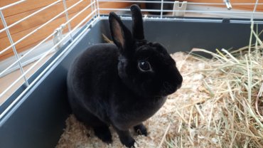 Service garde lapin
