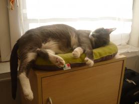 Service garde animaux
