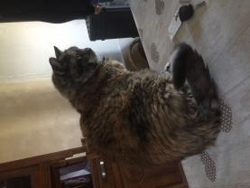 Service garde animaux