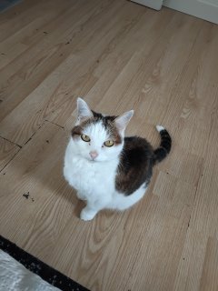 Service garde animaux