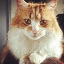 Service garde animaux