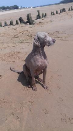 Service chien