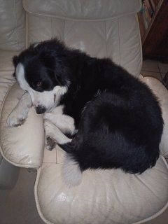 Service chien