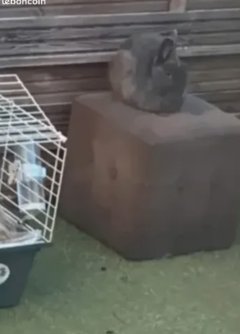 Service garde animaux