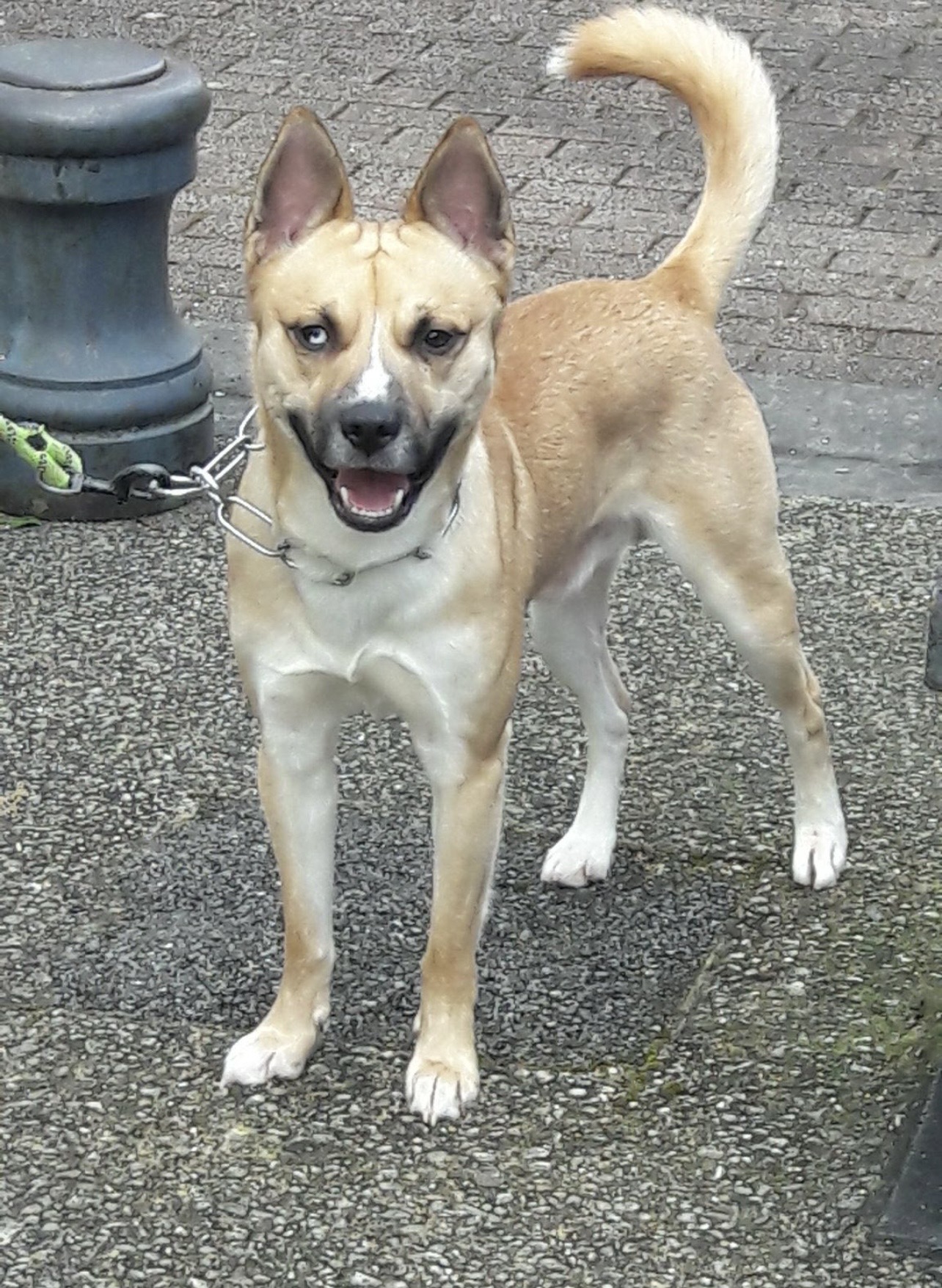 Service promeneur chien entre particuliers (59)