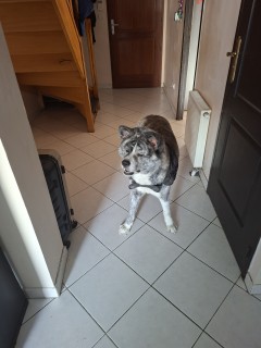 Service chien