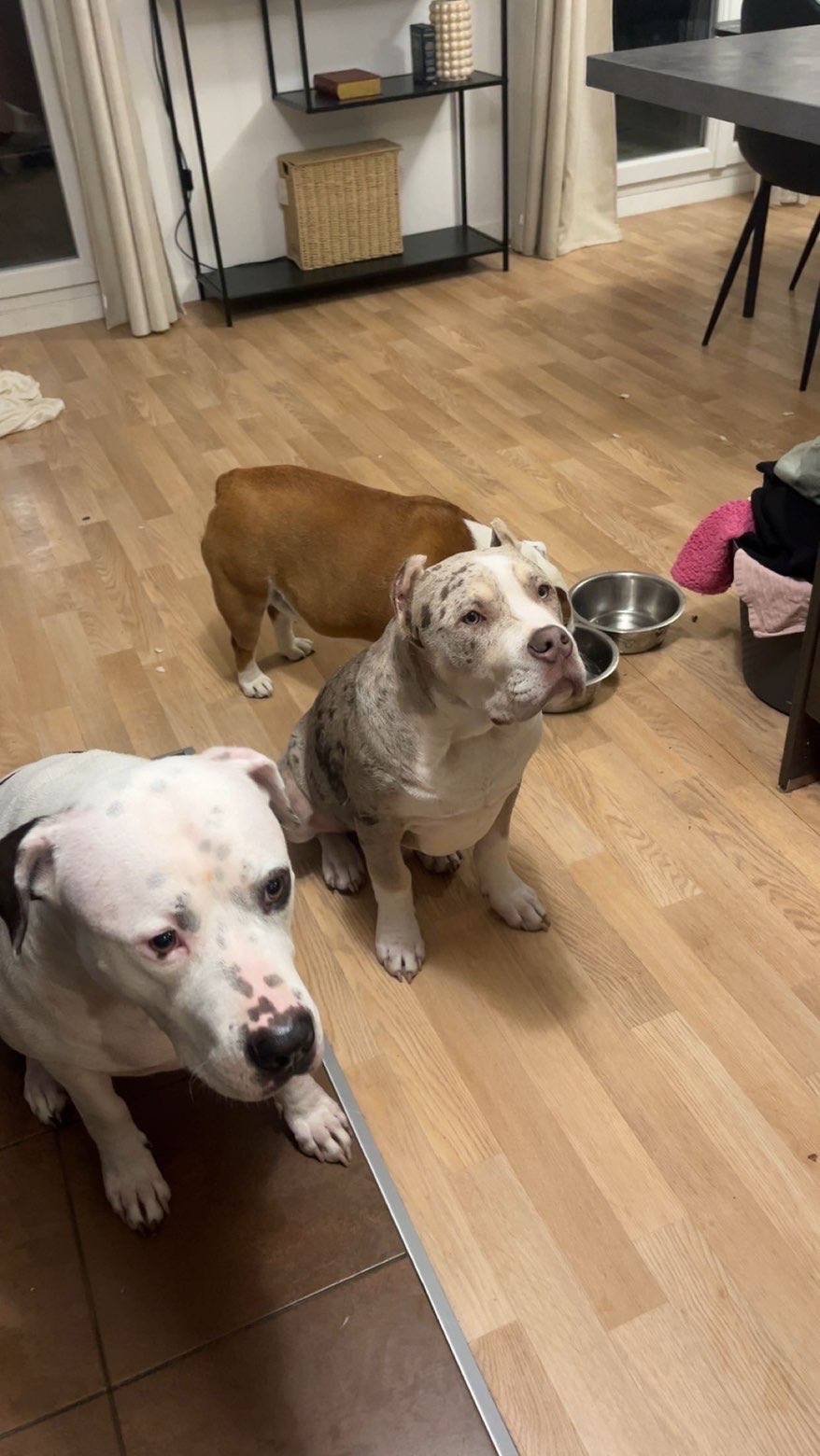 Service garde animaux entre particuliers (91)