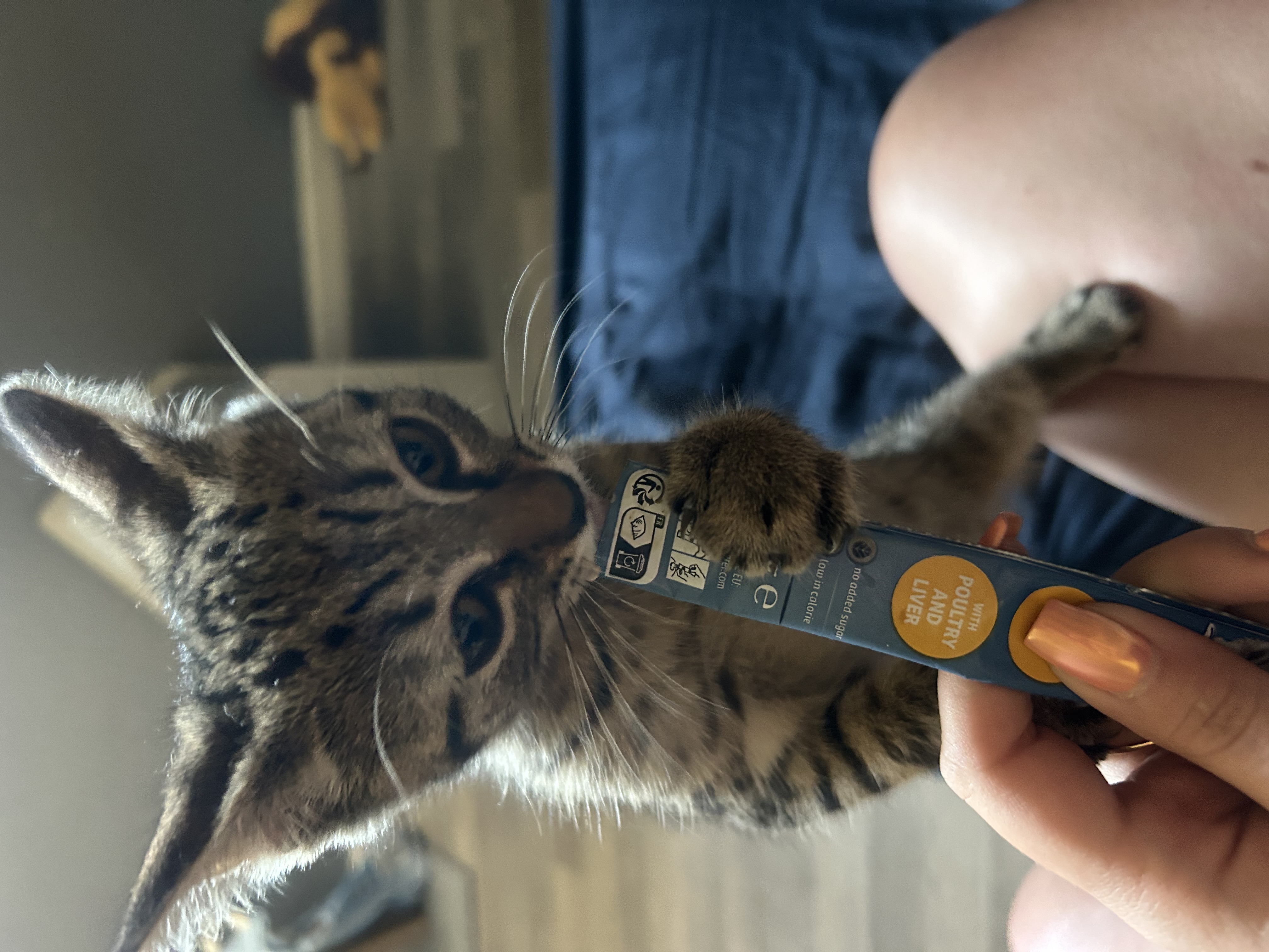 Service garde animaux entre particuliers (91)