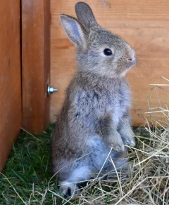 Service garde lapin
