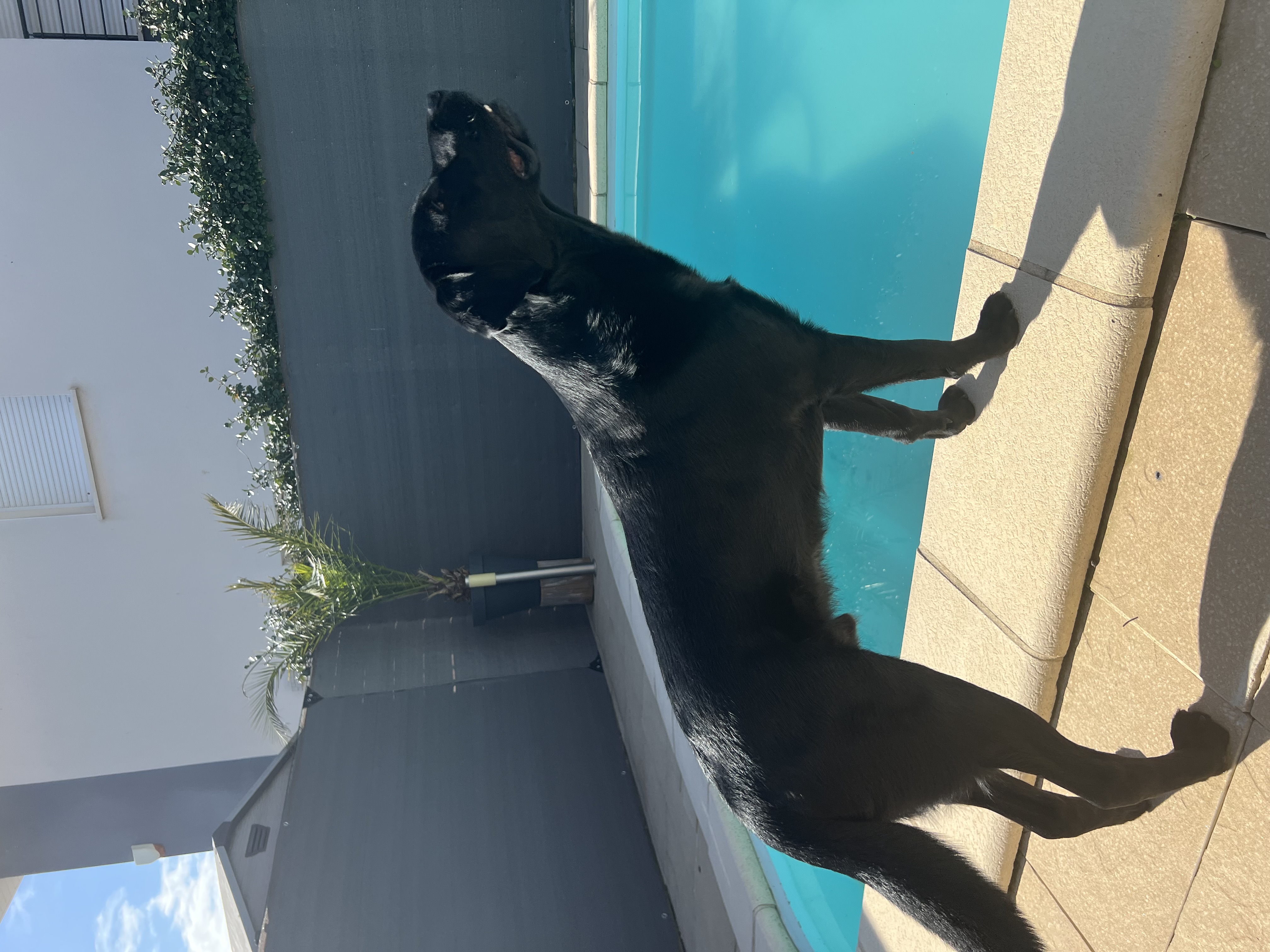 Service promeneur chien entre particuliers (30)