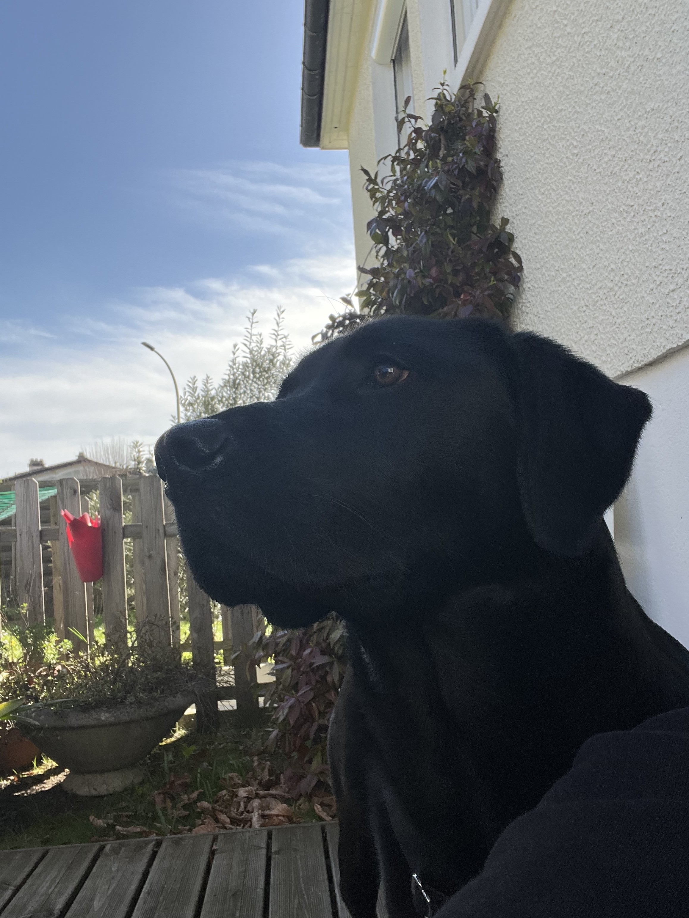 Service chien entre particuliers (30)