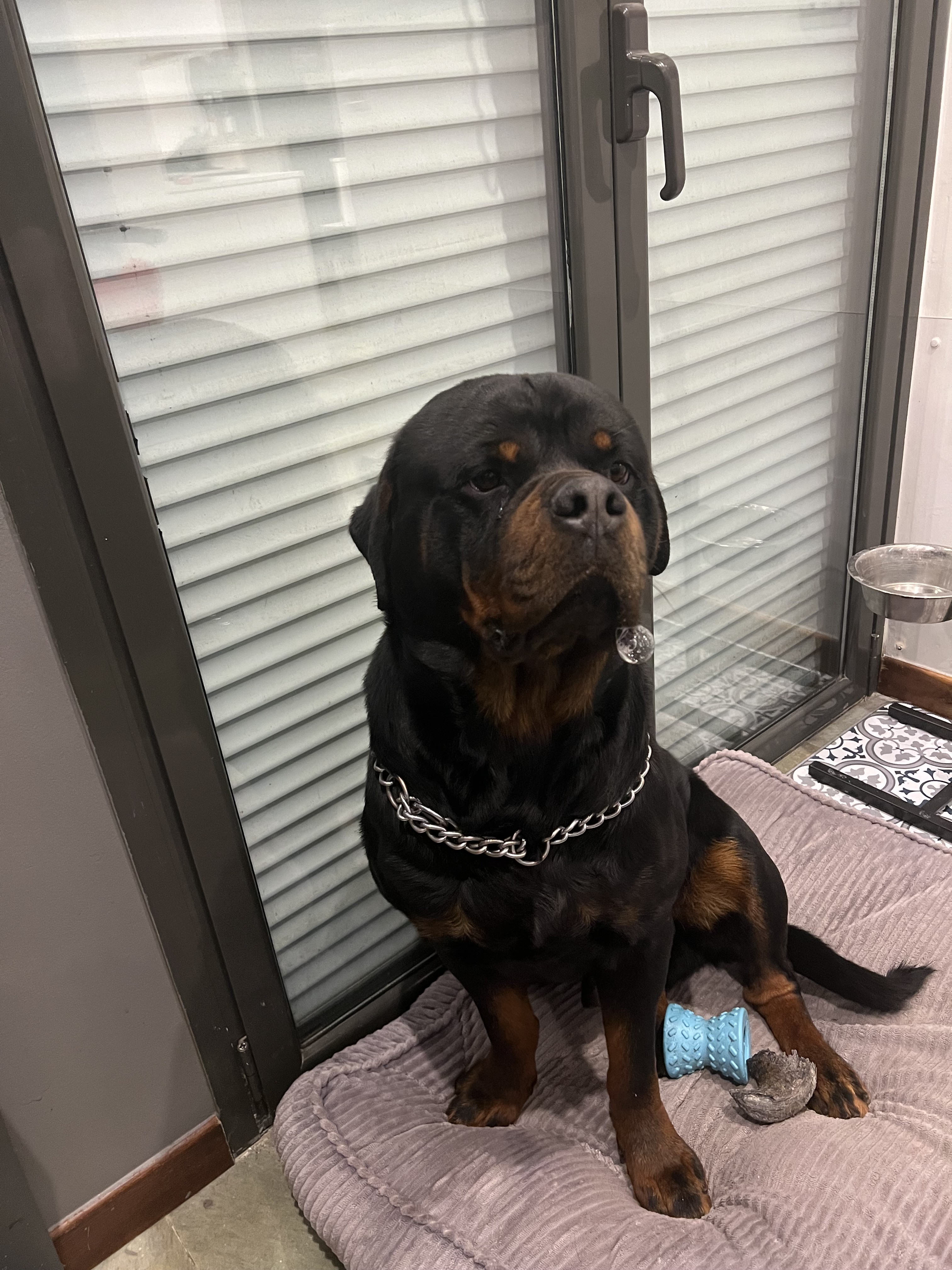 Service chien entre particuliers (30)