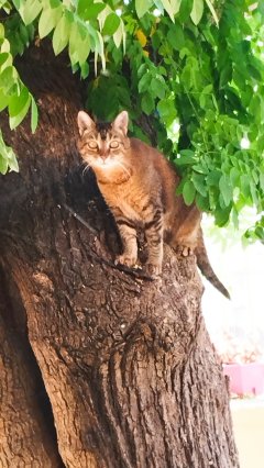 Service garde animaux