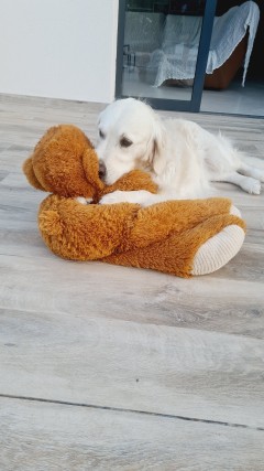 Service chien