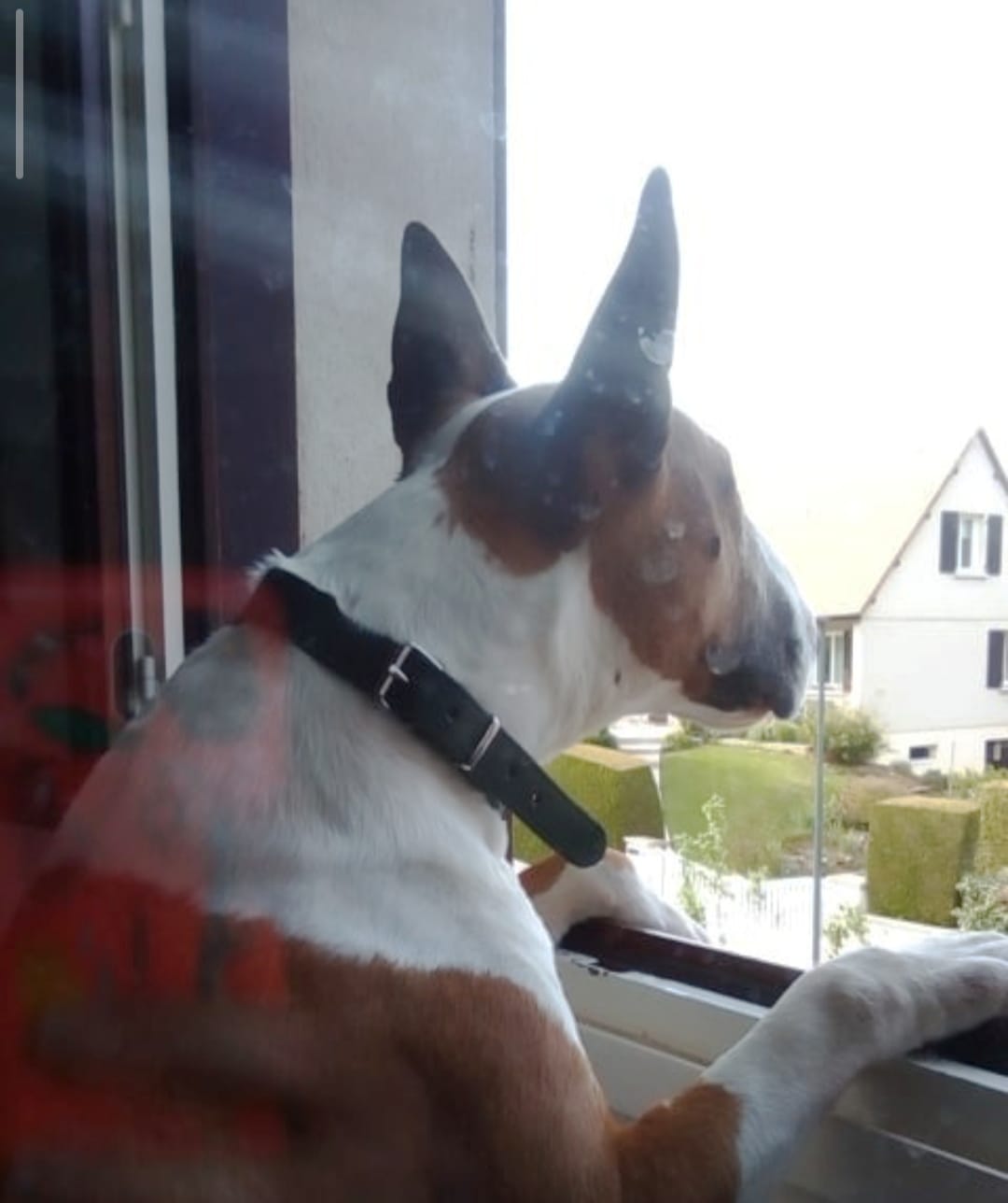 Service chien entre particuliers (61)