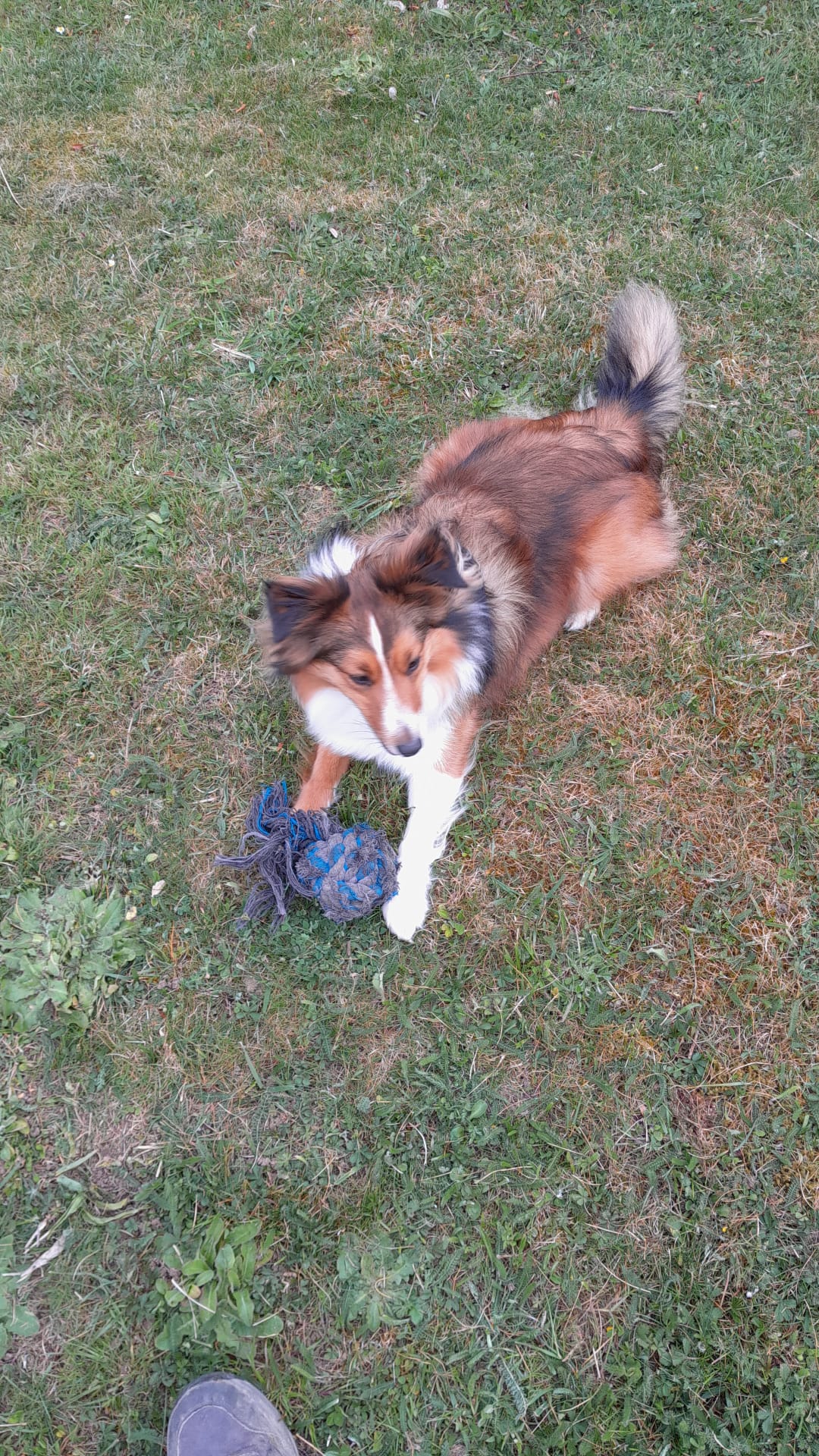 Service chien entre particuliers (61)