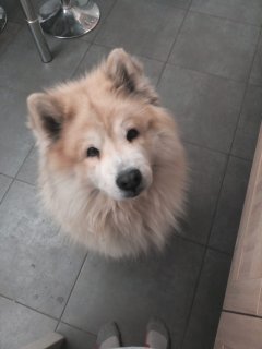 Service chien