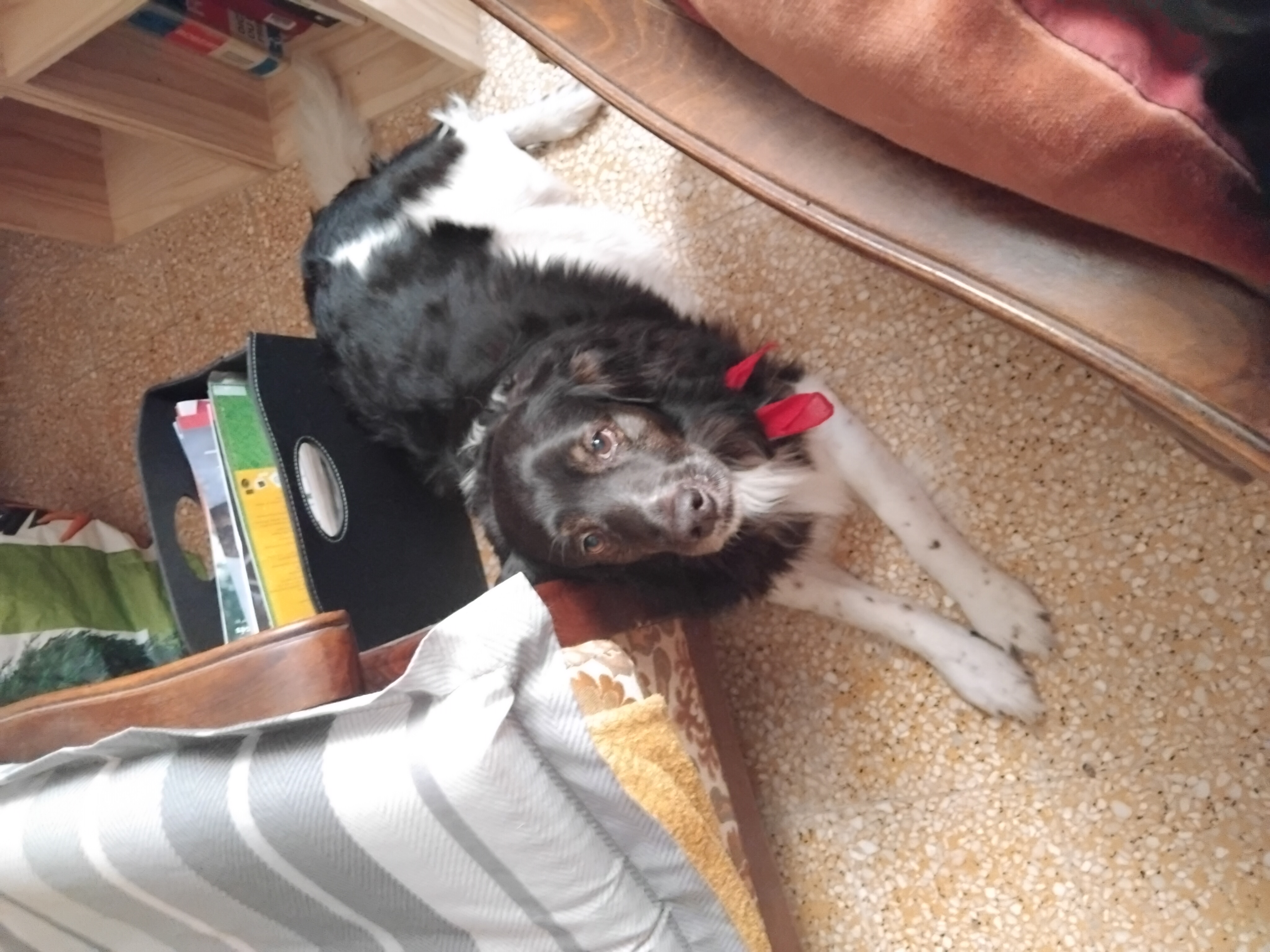 Service chien entre particuliers (30)