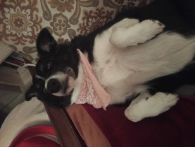 Service chien