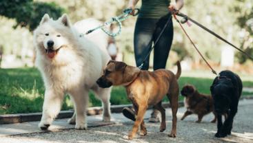 Service garde animaux