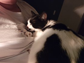 Service garde animaux