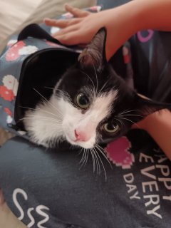 Service garde animaux