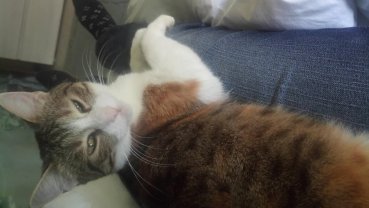 Service garde animaux