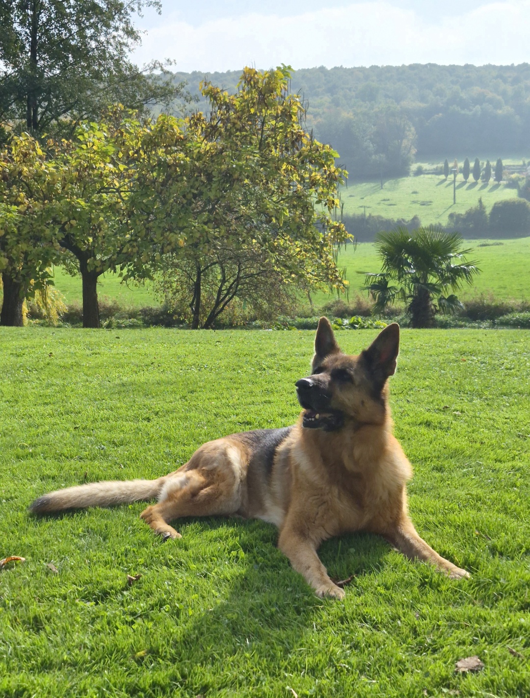 Service chien entre particuliers (76)