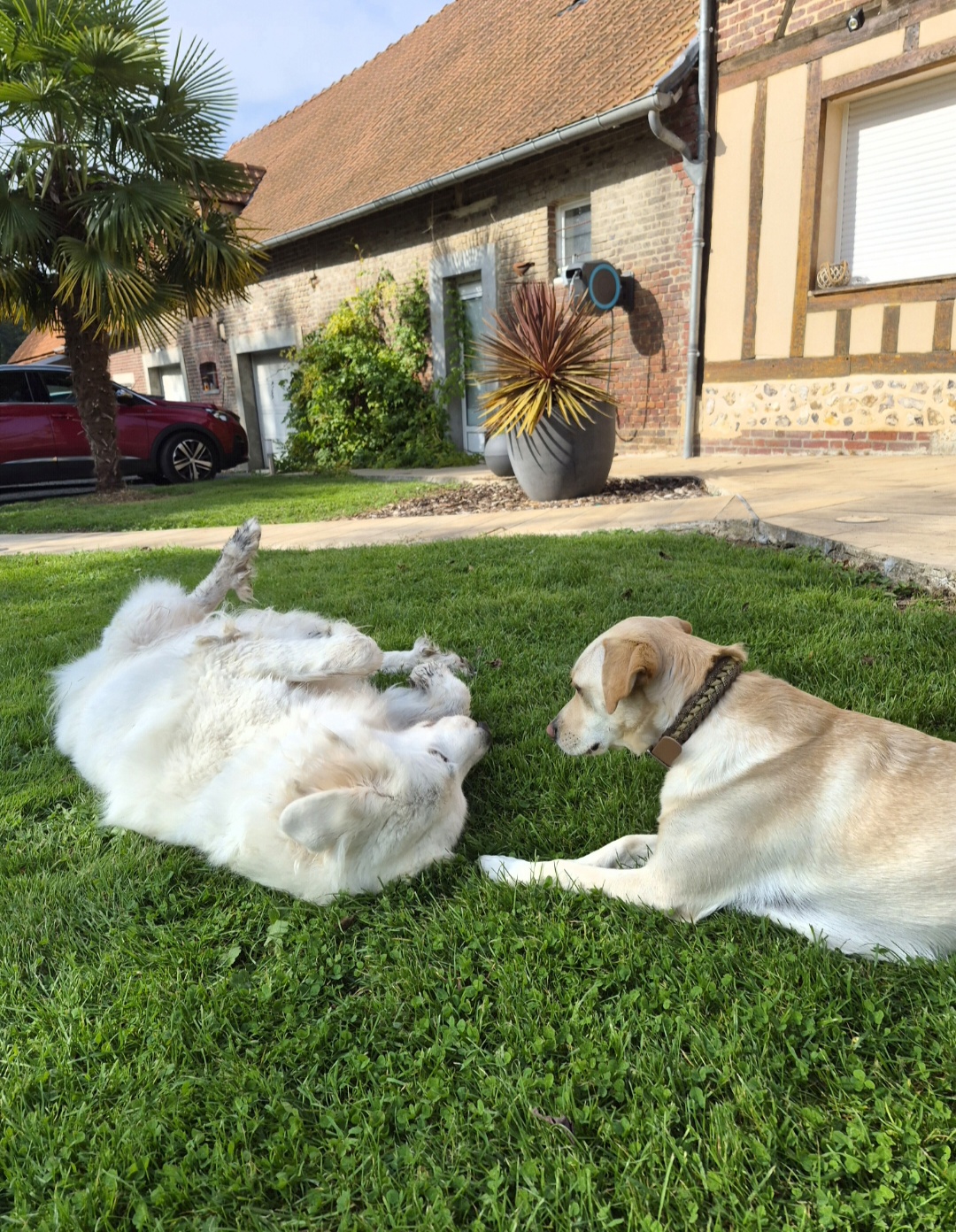 Service chien entre particuliers (76)