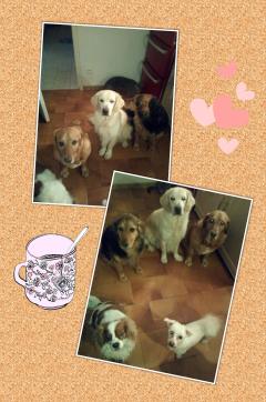Service garde animaux