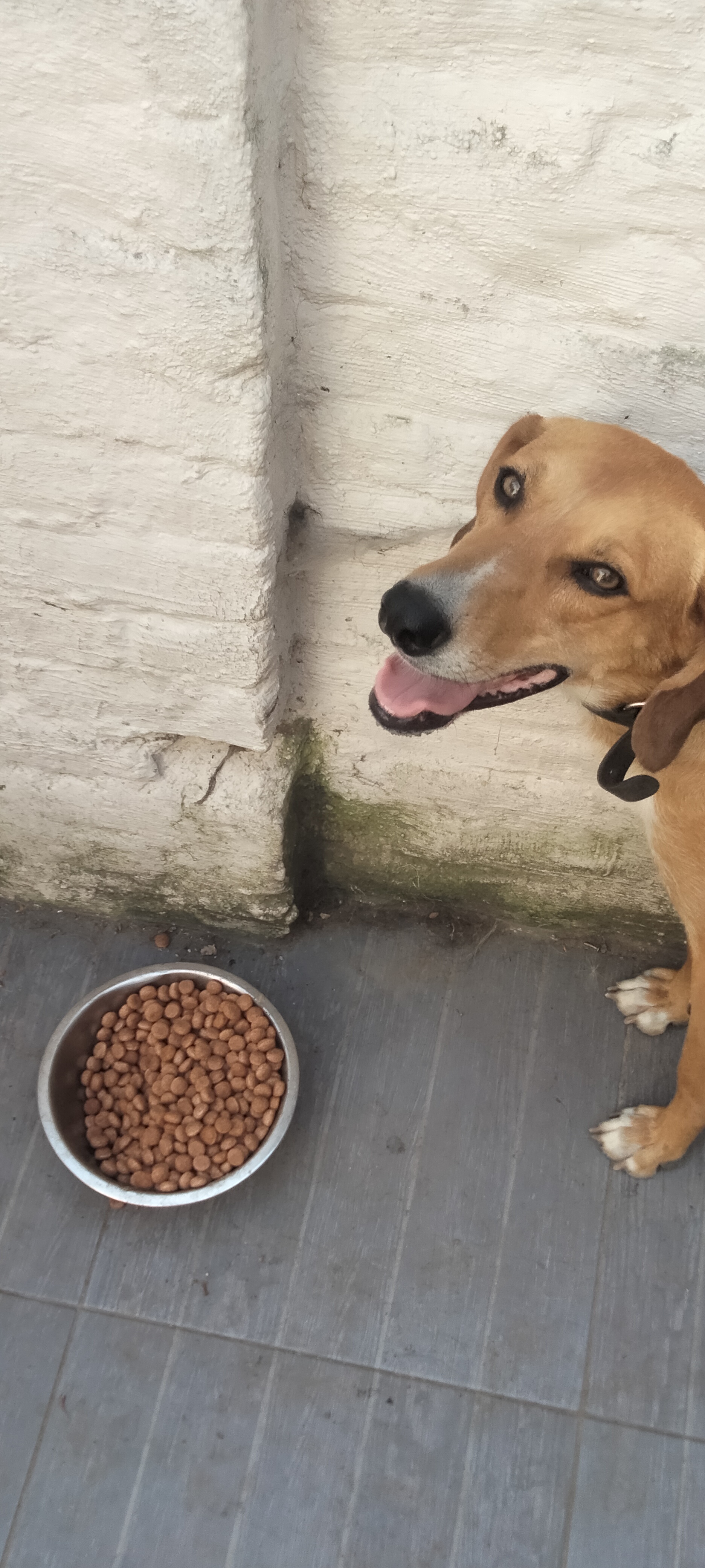Service garde animaux entre particuliers (59)