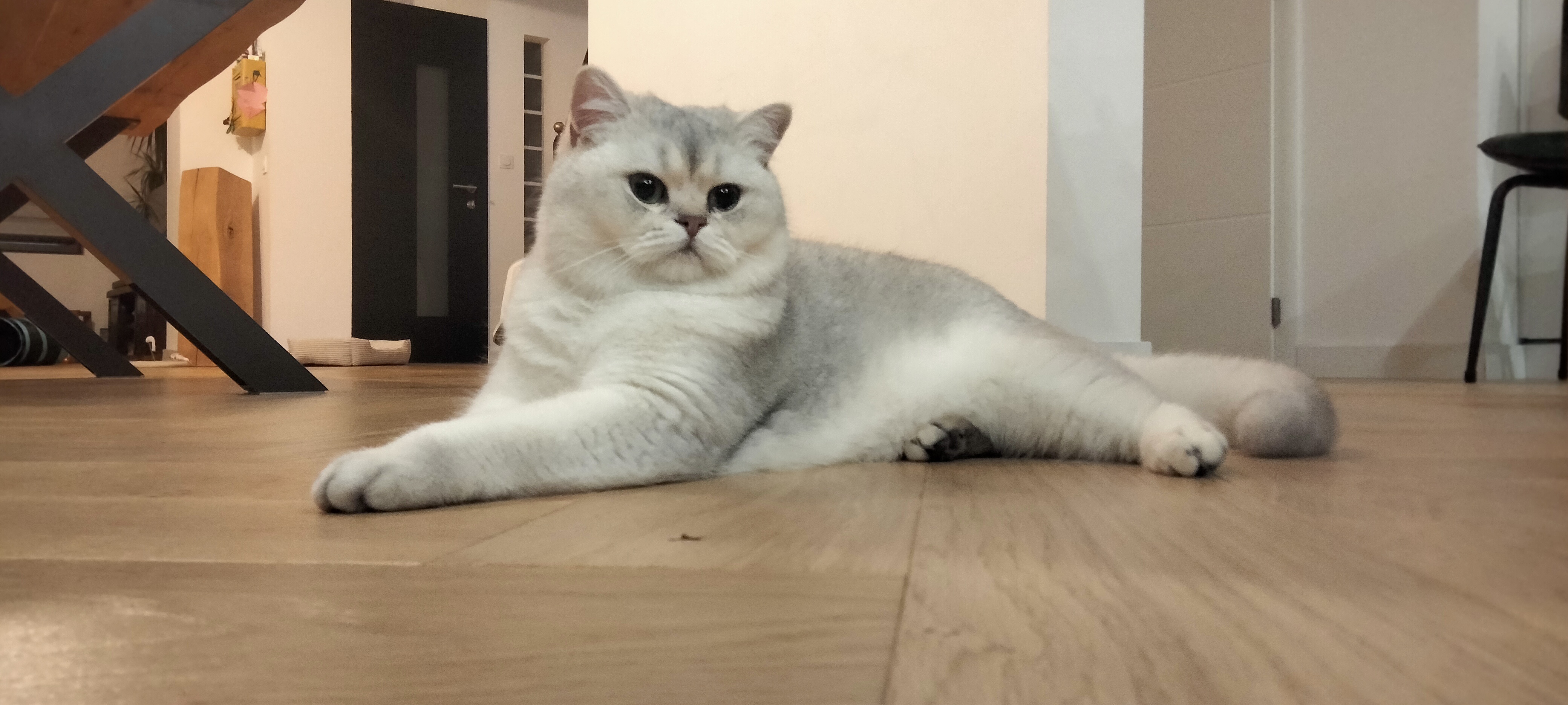 Service garde animaux entre particuliers (59)