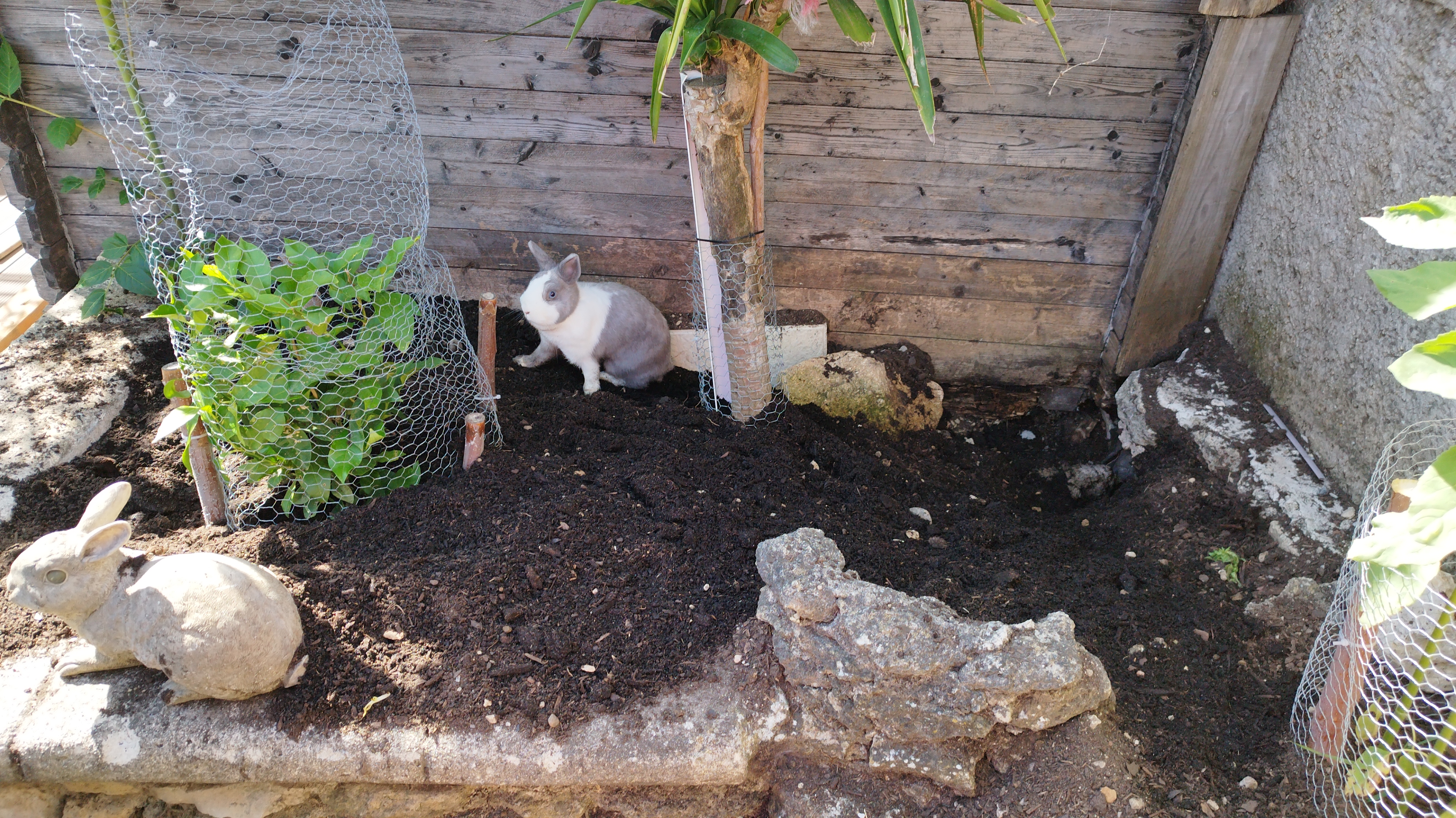 Service garde lapin entre particuliers (13)