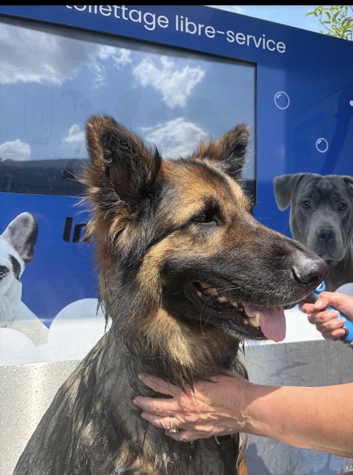 Service toilettage chien entre particuliers (91)