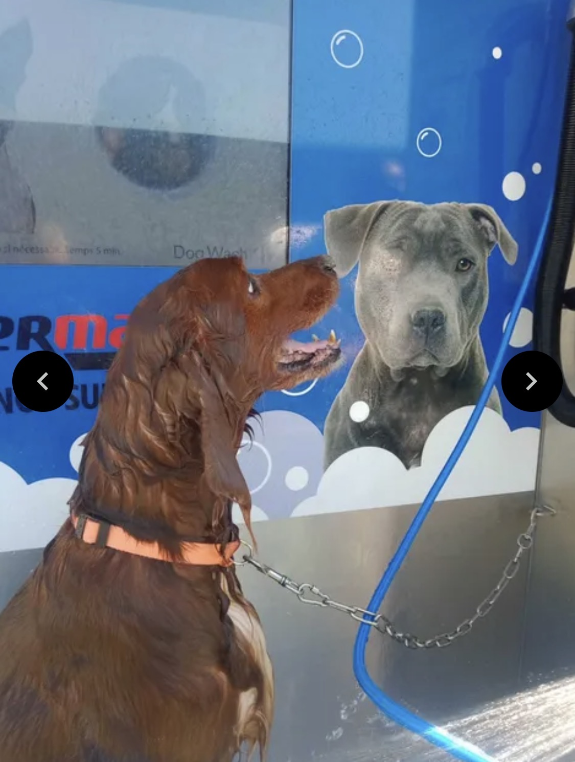 Service toilettage chien entre particuliers (91)