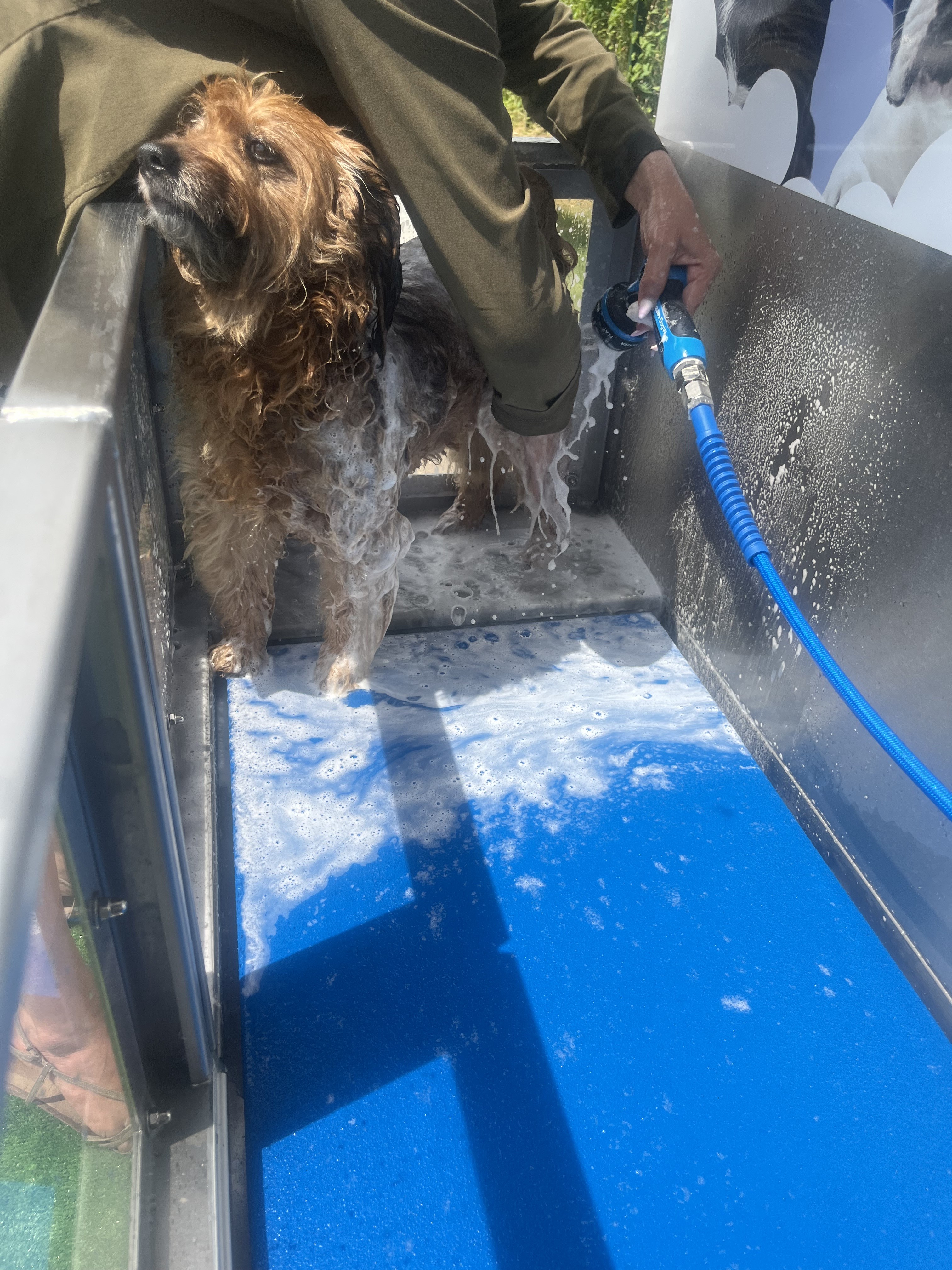 Service toilettage chien entre particuliers (91)
