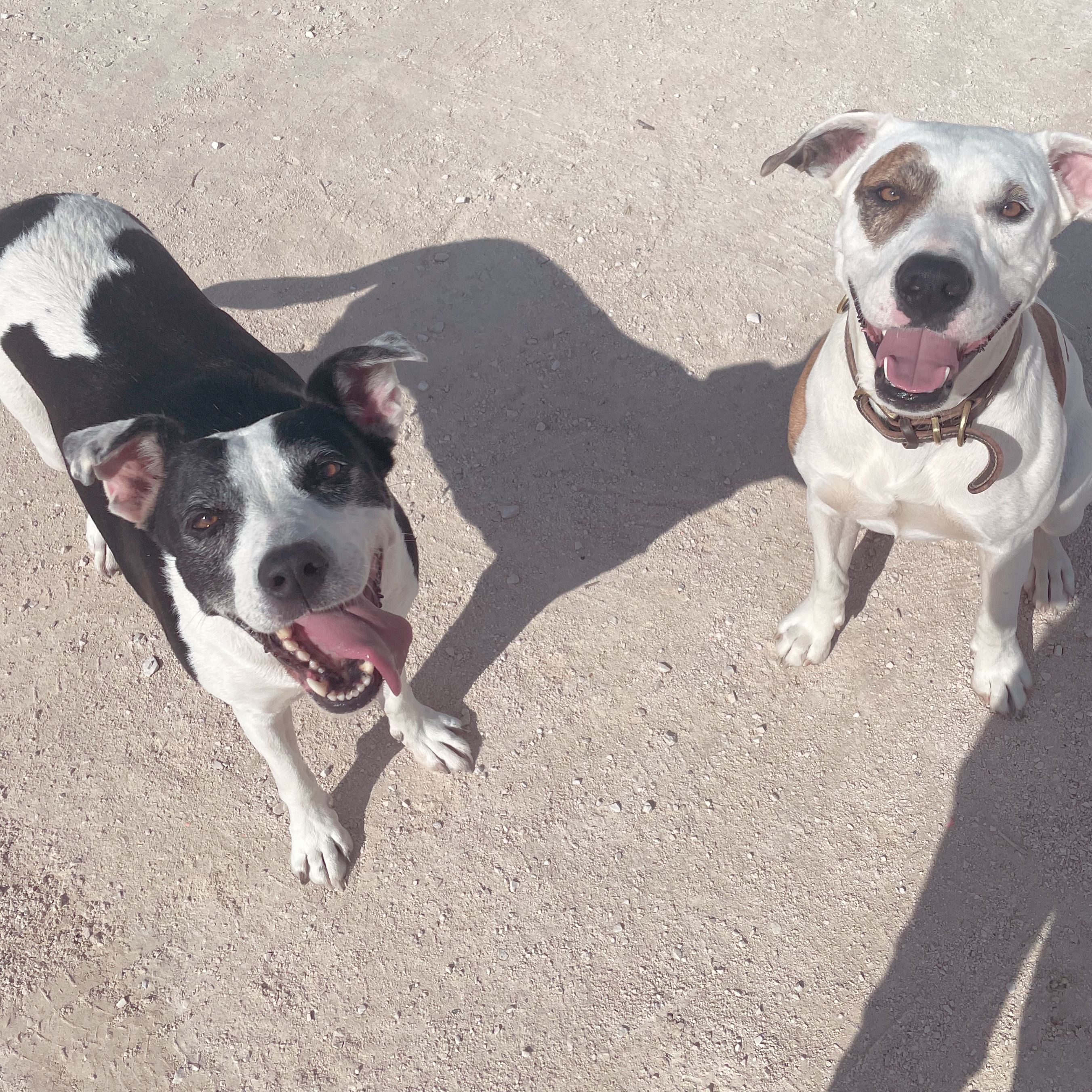Service garde animaux entre particuliers (83)